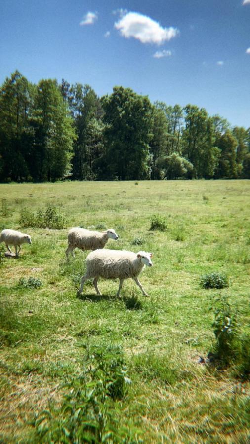 Domki Nad Pilica Krzetow Exterior foto